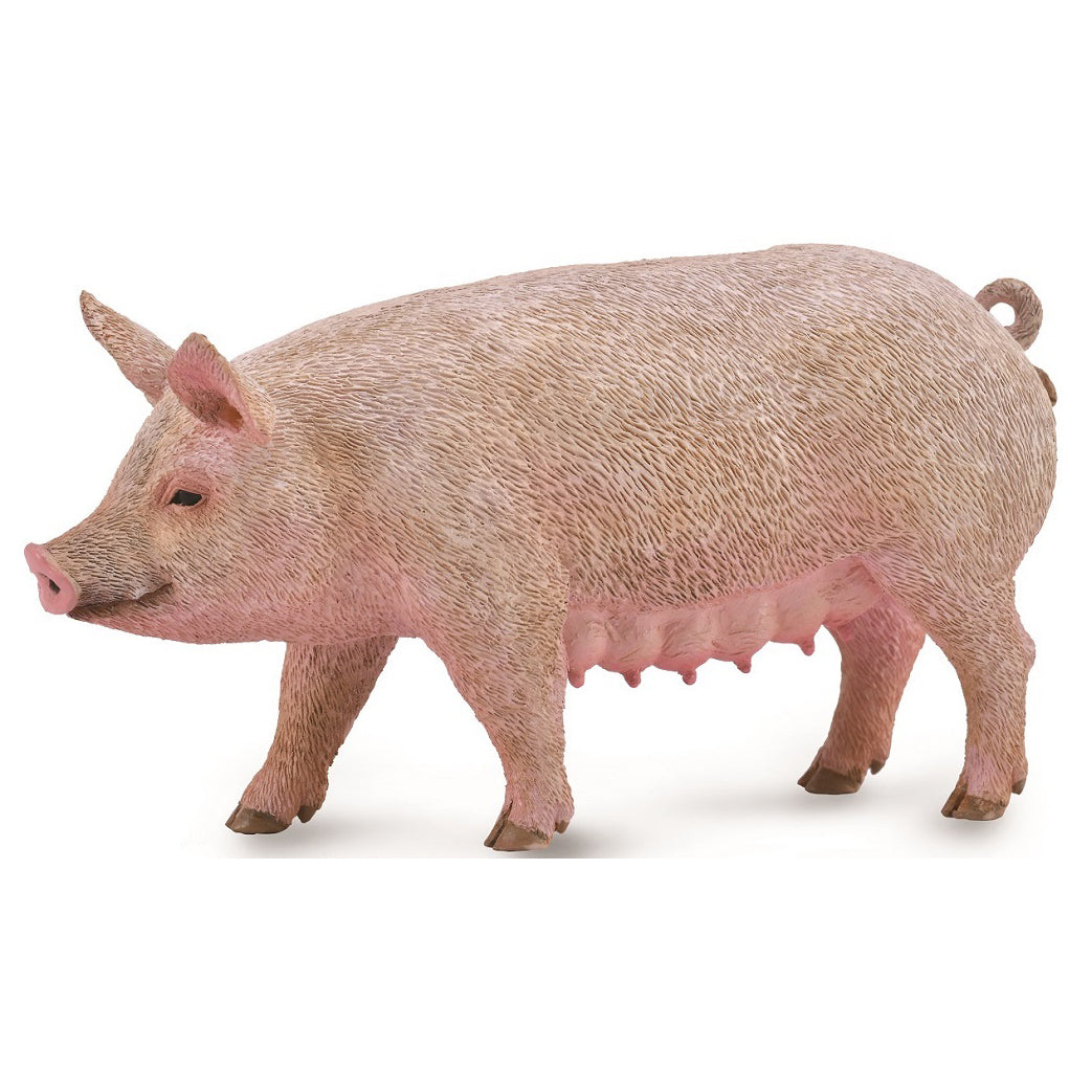 COLLECTA PIG - SOW (M)