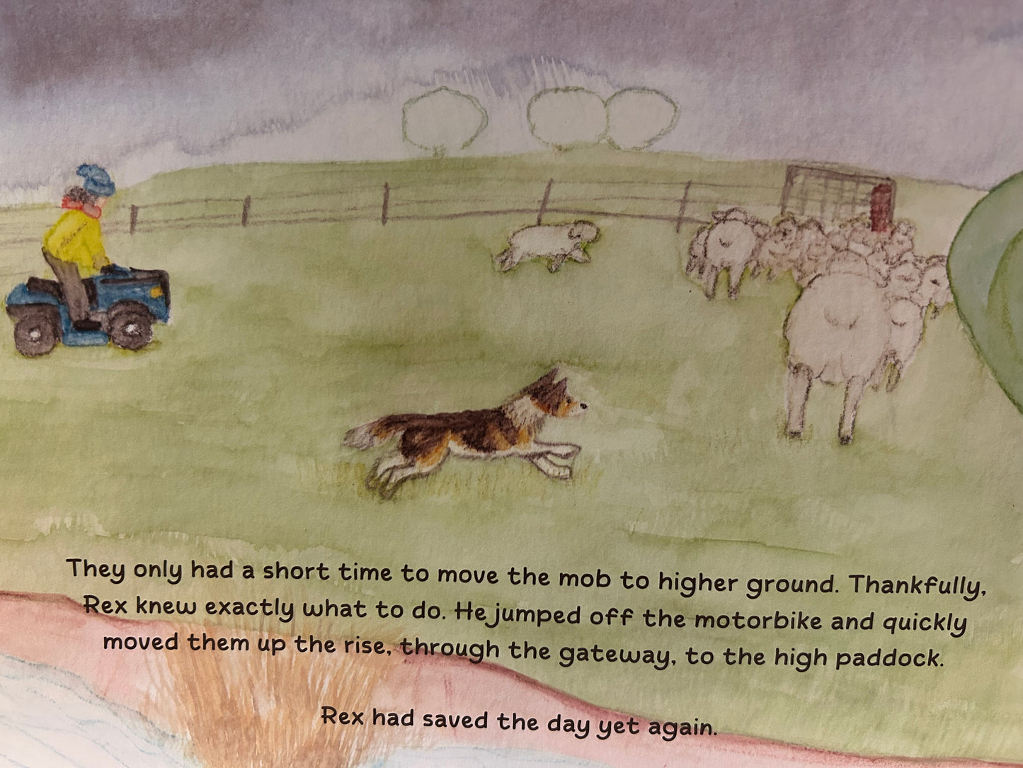 Rex The Sheepdog Who Isn't A Sheepdog book