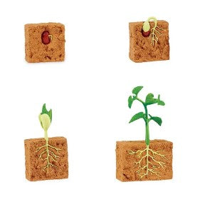 SAFARI LTD LIFE CYCLE OF A GREEN BEAN PLANT SAFARI