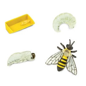 SAFARI LTD LIFE CYCLE OF A HONEY BEE SAFARIOLOGY
