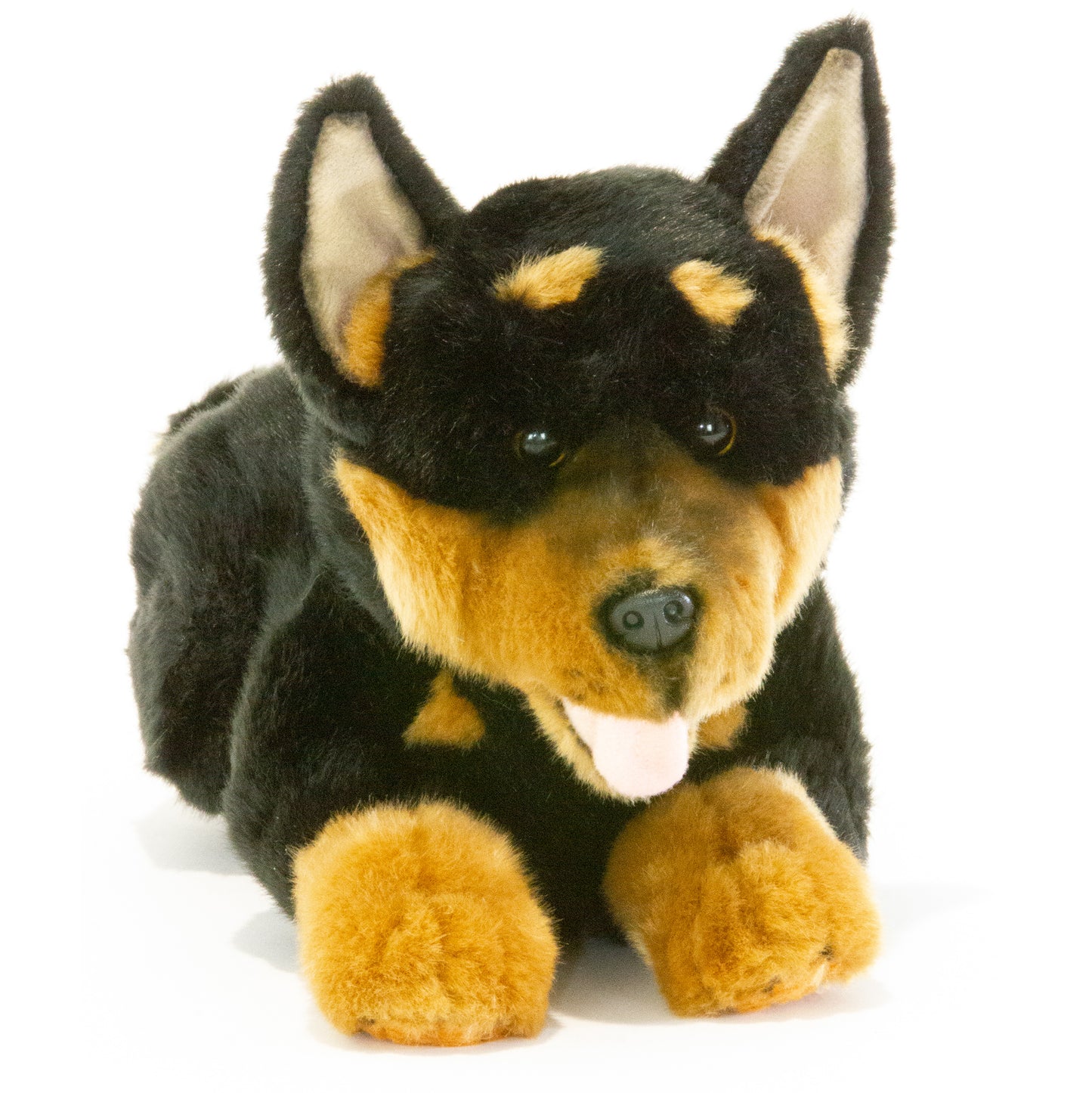 Gadget – Black and tan Australian Kelpie puppy Size 30cm/12″
