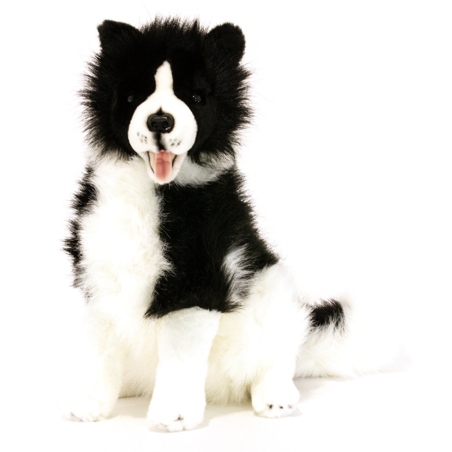 Tommy – Border Collie Size 35cm/14″
